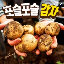 포슬포슬 강원도 감자 2kg / 2개 주문시 5kg발송 알감자 찜용 반찬용, 감자 왕특 2kg/2개 주문시 5kg발송