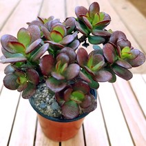 키우면 키울수록 웅장하고 아름다운 원종미니염좌 크라슐라 속 염자 다육1-40, 단품