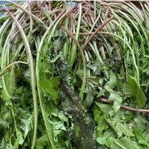 국내산 민들레잎 400g 1kg 민들래 생민들레 생 민들레 나물 민들레 잎 국내, 민들레잎, 400g, 1박스