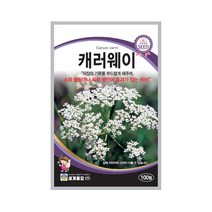 캐러웨이 100립 허브씨앗 양귀비과 다년생 허브, 단품