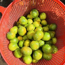 제주 효돈 노지귤 극조생, 1. 상품 10kg(로얄사이즈, 1개