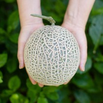 머스크메론 2.5kg / 6kg, 메론2.5kg:2~3과, 1개