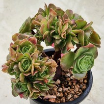 다육(샐러드볼 철화)526(90), 1개