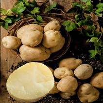 해남 감자(대) 누리농산, 10kg