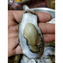 통영산지직송 석화 각굴 10kg, 통영석화 10kg, 1개