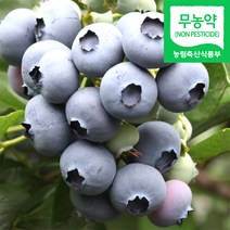 (냉동) 블루베리생과 1kg / 국내산 냉동 생블루베리 햇블루베리 블루배리 블루베리열매 냉동블루베리 블루베리냉동생과 블루베리햇과 2022년산 농원 직송