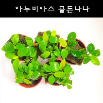 [수초아쿠아] 골든나나 1포트 초보수초 인기수초 구피 새우 은신처 음성수초 활착수초