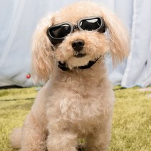 소형 중형 강아지 고글 애견 선글라스 안경 도글스, 4-소중형고글-흰색, 단군쿠팡1 4-소중형고글-흰색