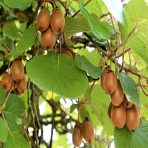 그린키위효능 키위효능 키위 그린키위4KG 키위농장 그린키위, 4KG