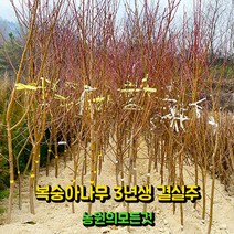 복숭아 묘목 결실주 3년생 백도 황도