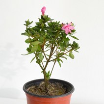 아젤리아 식물 모종 마이플랜트, 소품