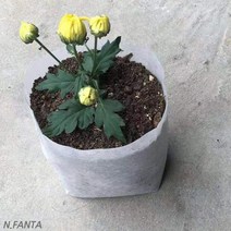 부직포 화분 식물 감자 키우기 100P 블루베리 고구마 감자 모종 키우기 베란다 텃밭 흙 담기 화분, 단품, 단품