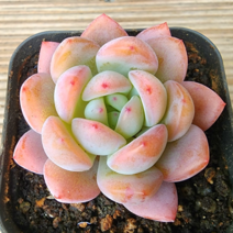 (숙이네다육이야기)799-스타마크 청정 남해 화분과 함께 배송