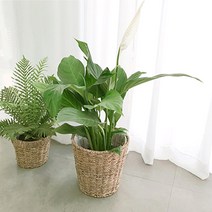 실내 공기 미세먼지 정화 식물 거실 화분 극락조 여인초 아레카야자 뱅갈고무나무 키우기 집들이, 인도고무나무