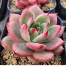 사랑스럽고 고운 다육 식물 8종구성, 레드 다이아몬드 펄