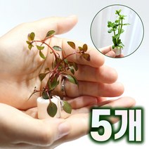 미미팜스 무결점 여과링 수초 루드위지아 슈퍼레드5개, 단품