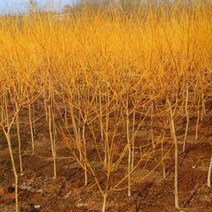 황금회화나무/성목(R2CM)/묘목/b1066