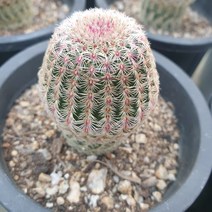 [수암다육] 자태양 랜덤발송 Echinocereus rigidissimus ssp. rubispinus 랜덤발송 다육 다육이 다육식물 311