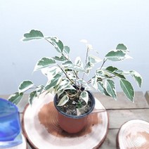 칼라벤자민 공기정화식물 실내인테리어식물, 단품, 1개