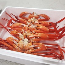 THE바다 포항 구룡포 홍게 자숙 박달형 해각포 당일조업 산지직송, 프리미엄 홍게 10마리 자숙