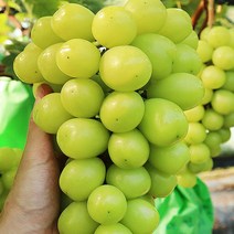고당도샤인머스켓망고포도 포도제철 샤인머스켓제철, 샤인머스켓 2kg