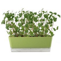 포픽 캣그라스 캣잎 밀 귀리 자동급수 화분 키트, 냥이친구 투톤 캣그라스(캣닢)