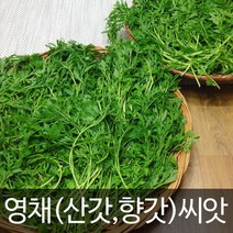 영채 씨앗 산갓 향갓 종자 토종 산나물 씨 2000알, 1개