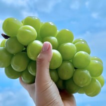 [참좋은프레시] 샤인머스캣 1.5kg (2~3수), 1개