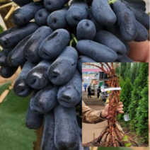 (m소망)신품종 사파이어 포도 접목1년생 2그루, 2개