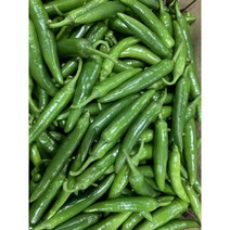 패밀리 국내산 오이맛 아삭이고추 안매운고추 풋고추 특품 1kg 3kg 5kg 10kg, 오이고추(특) 1kg