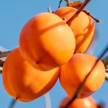 도봉물산_[국내산] 영화청과 특급 국내산 대봉 10kg 묘목 가격 수확, 1, 본상품선택