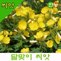 달맞이꽃씨앗 1kg - 한농마트 꽃씨몰