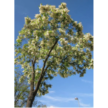 아까시나무 Robinia pseudoacacia black locust 100립
