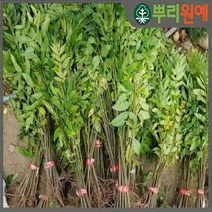 가죽나무 가죽나무묘목 참죽 나무 참가죽 나무