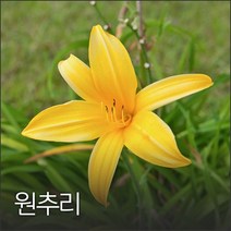 원추리 100g