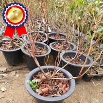 블루베리 삽목 4년생 분 (첸티클리어) 1주 조경 조경수 정원수 공원수 울타리