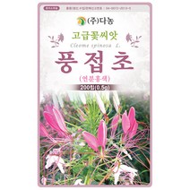 큰꽃 천일홍 선홍색 100립 - 야생화 씨앗 꽃씨 씨 꽃씨앗 야생화씨앗 고급꽃씨 고급꽃씨앗 천일홍씨앗 천일홍씨 천일초, 18_다농_풍접초(연분홍색)(0.5g)