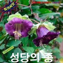 (희귀씨앗) (성당의종) 코베아 퍼플 3립, 상세페이지 참조