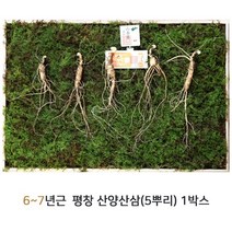 산삼어람 산양삼 산양산삼 산삼 자연산산삼 평창산양삼 잎 뿌리 씨앗 장뇌삼 동인발효삼 정품인증 이력제 6~7년근 5뿌리, 2