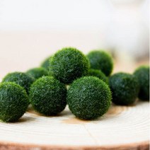 강군샵 [강군샵] 일본 마리모 단품 1.5cm 장식 미니 피규어 증정, 선택완료