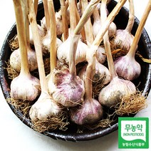 서산 무농약마늘 6쪽마늘 반접(중), 1개