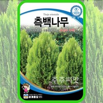 속성수 측백나무 씨앗 200립 oriental arborvitae seed thuja
