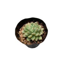 그린플랜트 다육식물 미니 메비나