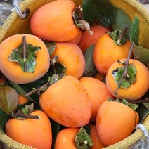 달달한 대봉감 10kg 소과 (55과내외), 06.단감 10kg (소과/75과내외)