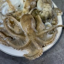 제철 국내산 태안 활주꾸미 생물 1kg, 3kg