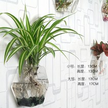 애완물고기 쿠바펄 벽걸이 화분 어항 풍선몰리 카디날테트라 공기정화 가습 레드스워드 소형열대어 워터히아신스 아보카도, 아주 작다, 스몰 사이즈 육각 꽃병+헴펜싱