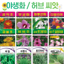 꽃씨 모음 노지 월동 사계절 봄파종 다년생 야생화 할미꽃 분홍달맞이 라벤다 봉선화 무궁화 꽃씨앗, 231. 페츄니아 블루피코티 10립