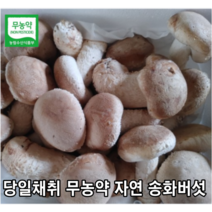 [국내산/국산] 무농약 송화버섯 실속형 1kg 500g 면역력 송고버섯 송화고 송고 솔 고송 무농약 고기버섯 송화 버섯