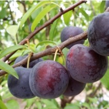 바이오체리 묘목 접목1년 1주, 벤타샵상품선택, 1개