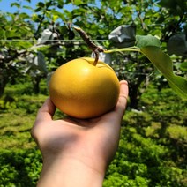 명품 나주배 선물용 가정용 추천 과일배(3kg / 5kg / 15kg), 나주배 특품(6~7과/5kg)